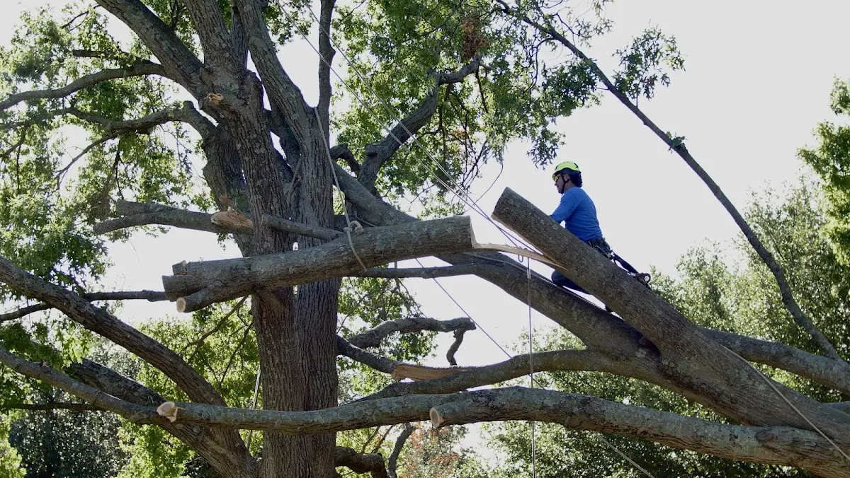 Professional Hazardous Tree Removal performed by certified arborists in Revillo