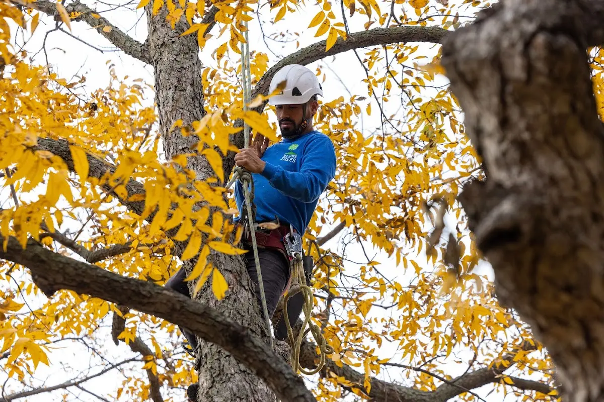 Skilled Emergency Tree Service crew working in Revillo